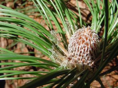Pinus canariensi